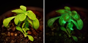 bioglow-light-producing-plant-designboom-02