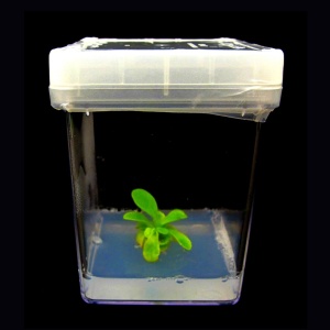 bioglow-light-producing-plant-designboom-04