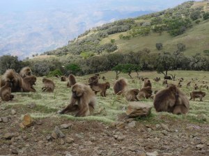 Gelada-baboon-grazing-in-the-Simien-Mountains-at-Simien-Mountains-National-Park