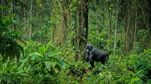 Gorilla-in-Bwindi-Impenetrable-National-Park