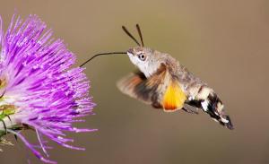hummingbird-hawk-moth-mircea-costina